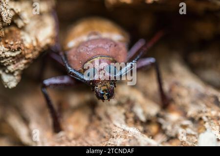 In una posizione difensiva, Agrianome spinicollis, l'Australian Prionine Beetle, mostra il suo aspetto formidabile. Foto Stock