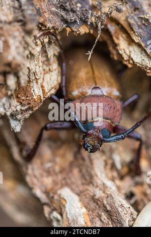 In una posizione difensiva, Agrianome spinicollis, l'Australian Prionine Beetle, mostra il suo aspetto formidabile. Foto Stock