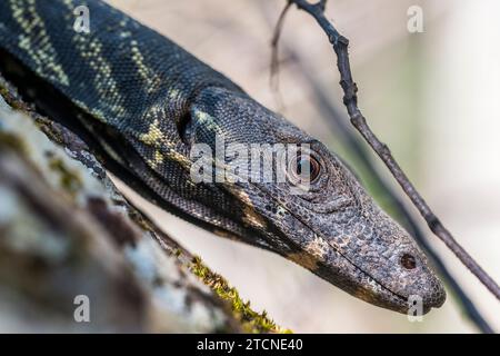 Varanus varius Portrait: The Australian monitor Lizard Foto Stock