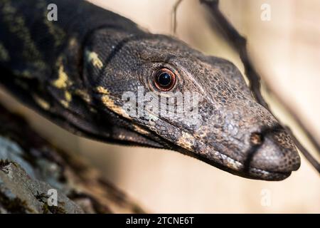 Varanus varius Portrait: The Australian monitor Lizard Foto Stock