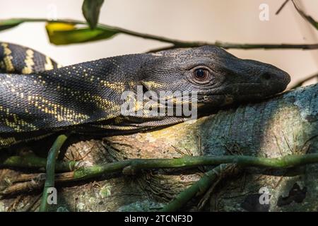 Varanus varius Portrait: The Australian monitor Lizard Foto Stock