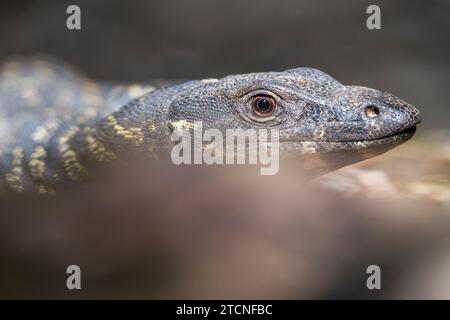 Varanus varius Portrait: The Australian monitor Lizard Foto Stock