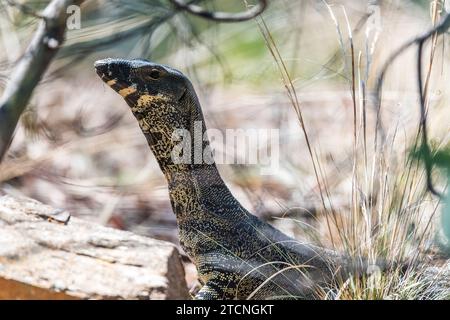 Varanus varius Portrait: The Australian monitor Lizard Foto Stock