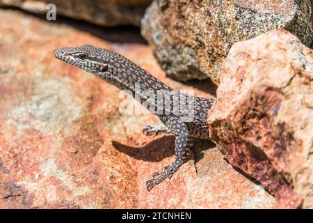 Varanus tristis: Monitor giovane con testa nera o monitor con coda nera Foto Stock