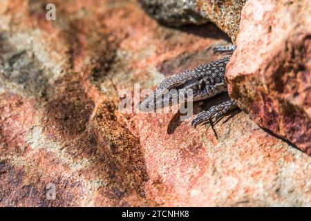 Varanus tristis: Monitor giovane con testa nera o monitor con coda nera Foto Stock