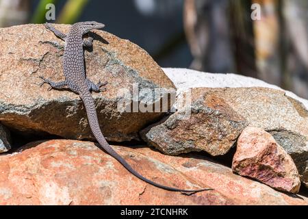 Varanus tristis: Monitor giovane con testa nera o monitor con coda nera Foto Stock