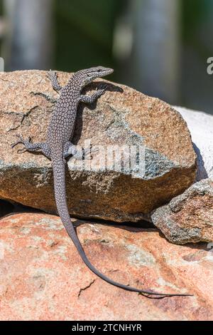 Varanus tristis: Monitor giovane con testa nera o monitor con coda nera Foto Stock