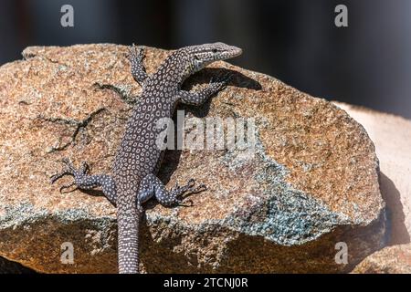 Varanus tristis: Monitor giovane con testa nera o monitor con coda nera Foto Stock