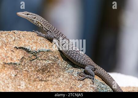 Varanus tristis: Monitor giovane con testa nera o monitor con coda nera Foto Stock