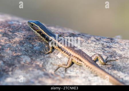 Eulam‹ quoyii, skink d'acqua orientale, skink d'acqua orientale, o skink d'acqua dorato Foto Stock