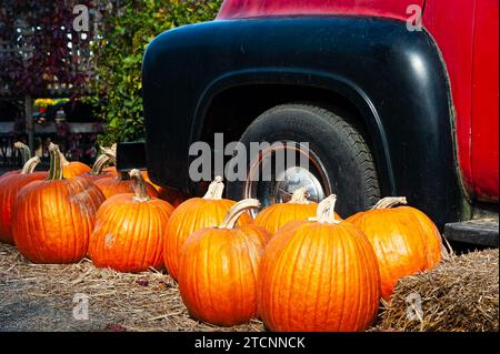 Le zucche appena raccolte vengono esposte a terra di fronte a un camioncino rosso vintage Ford F100 in un campo in una soleggiata giornata autunnale. Foto Stock