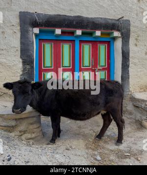 Mucca himalayana a lo Manthang, la capitale del distretto di Mustang, Nepal Foto Stock