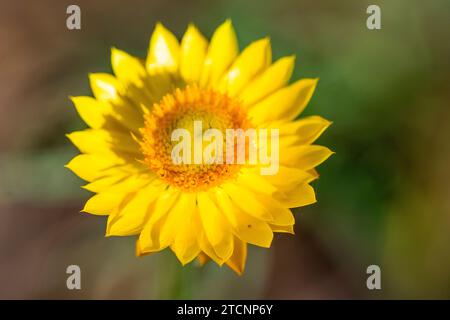 Xerochrysum viscosum, an Australian Asteraceae Beauty Foto Stock