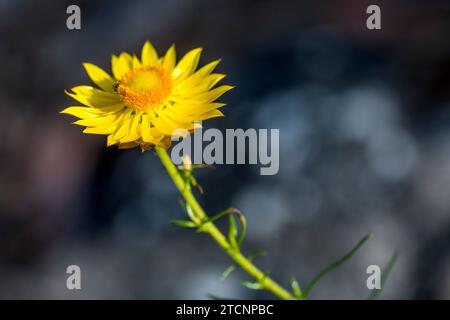 Xerochrysum viscosum, an Australian Asteraceae Beauty Stock Photo