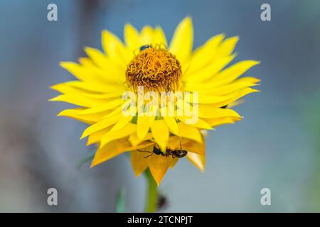 Xerochrysum viscosum, an Australian Asteraceae Beauty Foto Stock