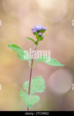 Praxelis (Praxelis clematidea), un'Asteraceae invasiva dal Sud America all'Australia Foto Stock