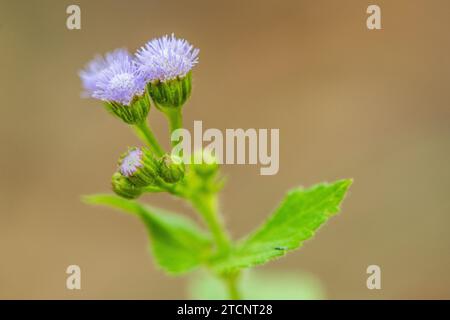 Praxelis (Praxelis clematidea), un'Asteraceae invasiva dal Sud America all'Australia Foto Stock