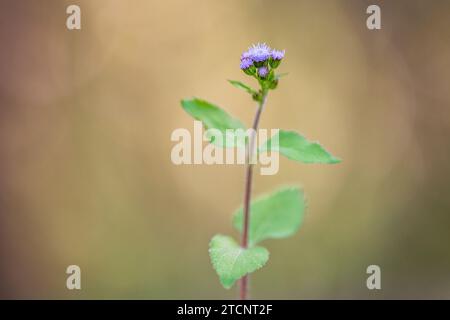 Praxelis (Praxelis clematidea), un'Asteraceae invasiva dal Sud America all'Australia Foto Stock