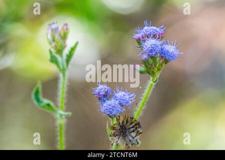 Praxelis (Praxelis clematidea), An Invasive Asteraceae from South America to Australia Stock Photo