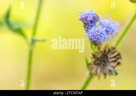 Praxelis (Praxelis clematidea), un'Asteraceae invasiva dal Sud America all'Australia Foto Stock