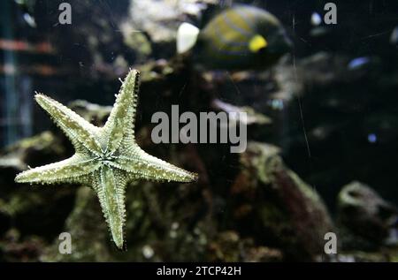 Madrid, 8 novembre 2005. Rapporto dall'acquario dello zoo di Madrid. Stelle marine. Foto: IGNACIO GIL...archdc. Crediti: Album / Archivo ABC / Ignacio Gil Foto Stock