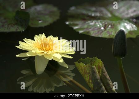 Ninfea australiana o ninfea gigantea con riflessi sull'acqua. Foto Stock