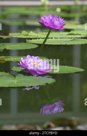 Ninfea australiana o ninfea gigantea con riflessi sull'acqua. Foto Stock