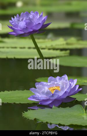 Ninfea australiana o ninfea gigantea con riflessi sull'acqua. Foto Stock