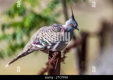 Crested Pigeon (Ocyphaps lophotes) Foto Stock