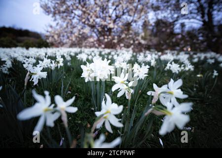 Vista ad angolo ridotto dei fiori di narciso bianco in un giardino durante la fioritura primaverile, New Jersey, USA Foto Stock