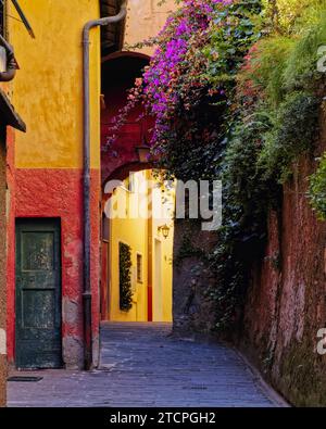 Vicolo colorato con fiori di Bougainvillea, Portofino, Liguria, Italia Foto Stock