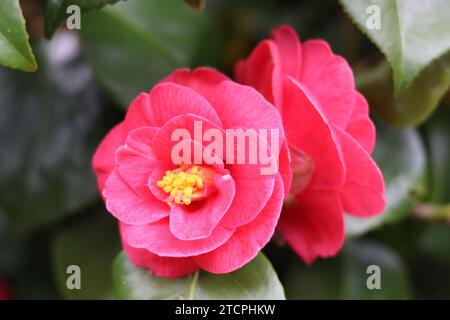 Primo piano di grandi fiori di camelia rosa in fiore Foto Stock