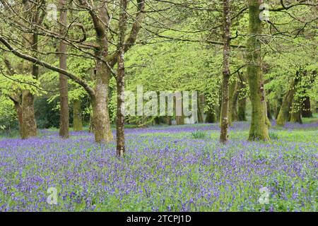 Il fondo boschivo in primavera è ricoperto da campanelle selvatiche Foto Stock