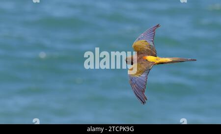 Un pappagallo che vola sul mare Foto Stock