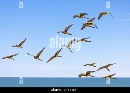 Gregge di pappagalli che volano sul mare Foto Stock