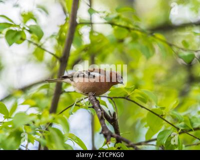 Il chaffinch comune siede su un albero. Bellissimo songbird comune chaffinch nella fauna selvatica. Il chaffinch comune o semplicemente il chaffinch, nome latino Fringilla c Foto Stock