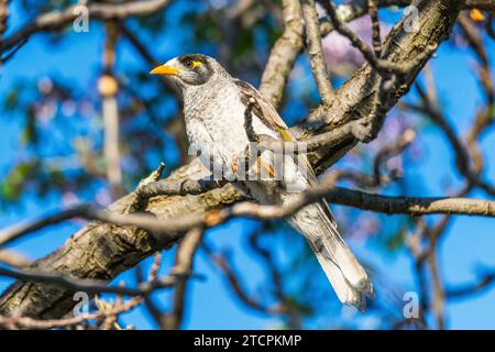 Minatore rumoroso (Manorina melanocephala), adulto Foto Stock