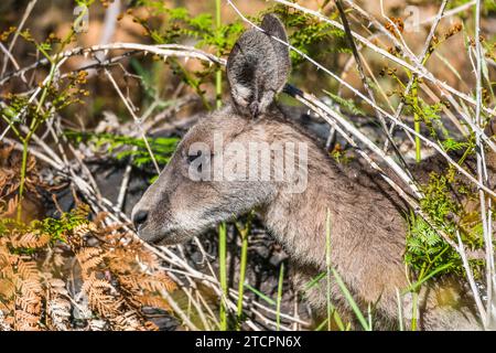 Canguro grigio orientale (Macropus giganteus), maschio nella vegetazione, ritratto Foto Stock