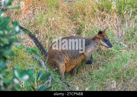 Wallaby palude (Wallabia bicolor), femmina. Foto Stock