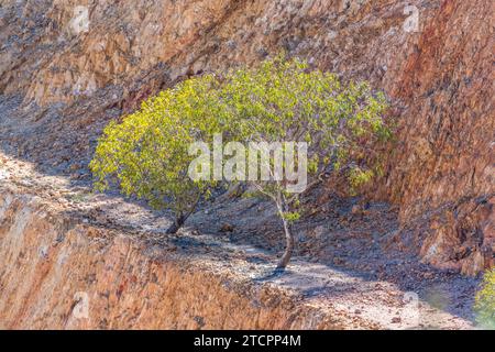 Miniera d'oro abbandonata Peakhill Open Cut nel nuovo Galles del Sud Foto Stock