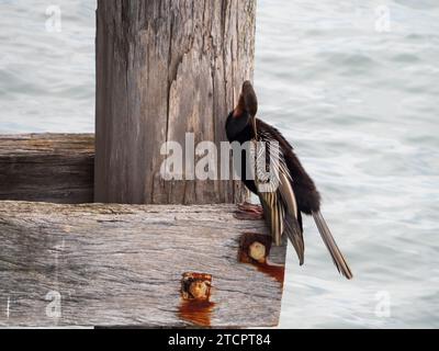 L'uccello australiano di Darter si arrocca su un molo di legno nel porto, prendendo una pausa dalla pesca e dall'essiccazione Foto Stock