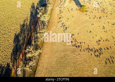 Allevamenti di pecore in fattorie tra Dubbo e Orange, New South Wales Foto Stock