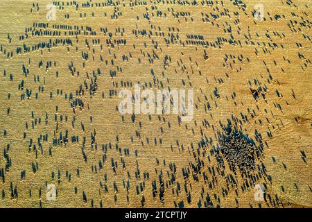 Allevamenti di pecore in fattorie tra Dubbo e Orange, New South Wales Foto Stock