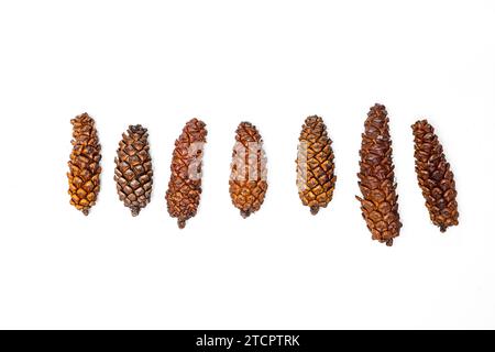 Raccolta di piccoli pineconi isolati su uno sfondo bianco Foto Stock