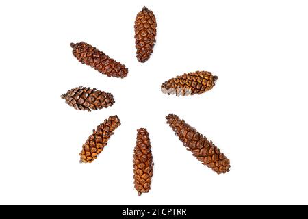 Raccolta di piccoli pineconi isolati su uno sfondo bianco Foto Stock