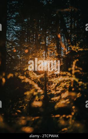 Una scena tranquilla di una foresta illuminata dal sole, che mostra i colori vivaci del fogliame e l'atmosfera serena del bosco Foto Stock