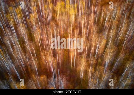 Una fotografia ad alta risoluzione di un paesaggio panoramico caratterizzato da una vibrante foresta autunnale gialla e rossa di alberi e arbusti Foto Stock