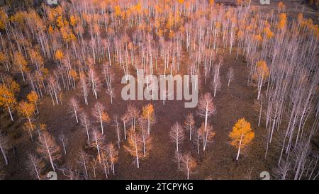 A vibrant autumn forest featuring a variety of trees with leaves changing to warm hues of orange, creating a picturesque landscape Foto Stock