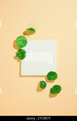 Un podio quadrato bianco decorato con fresche foglie di pennywort su sfondo pastello. Visualizzazione cosmetica con estratto di pennywort. Bellezza con l'ingre naturale Foto Stock