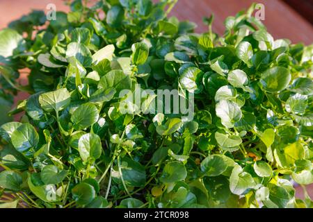 Crescione (Nasturtium officinale), crescione fresco per la preparazione di una zuppa di crescione, cucina sveva, zuppa sostanziosa, vegetariana, sana, gustoso Foto Stock